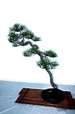 馬尾松101.JPG