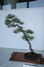馬尾松102.JPG