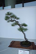 馬尾松103.JPG