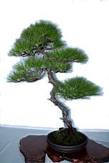 馬尾松201.JPG