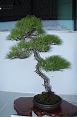 馬尾松202.JPG