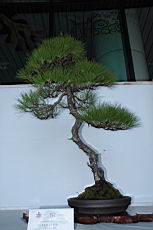 馬尾松203.JPG