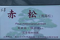 馬尾松300.JPG