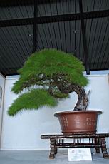 馬尾松301.JPG
