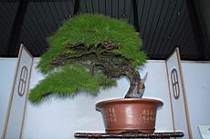 馬尾松302.JPG