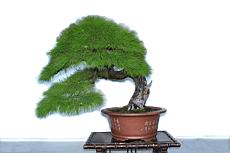 馬尾松303.JPG