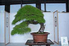 馬尾松304.JPG