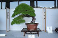 馬尾松305.JPG