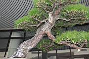 馬尾松4-莖00.JPG