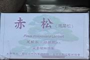 馬尾松40.JPG