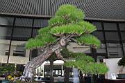 馬尾松400.JPG