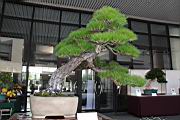 馬尾松401.JPG