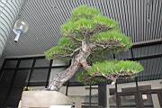 馬尾松402.JPG