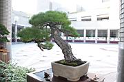 馬尾松403.JPG
