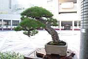 馬尾松404.JPG