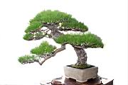 馬尾松405.JPG