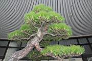 馬尾松407.JPG