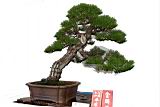 馬尾松-盆栽04.JPG