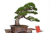 馬尾松-盆栽06.JPG