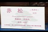 馬尾松-盆栽07.JPG
