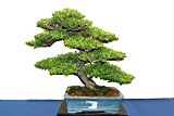 黃楊-盆栽01.JPG