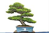 黃楊-盆栽02.JPG