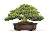 黃楊-盆栽08.JPG