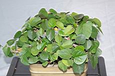 黃槿102.JPG