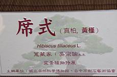 黃槿200.JPG