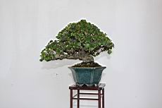 黃槿202.JPG