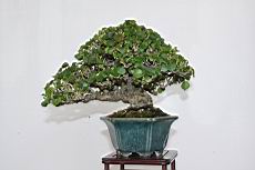 黃槿203.JPG