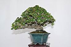 黃槿205.JPG