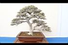 黃槿-盆栽09.JPG
