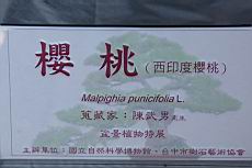 黃褥花00.JPG