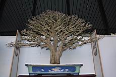 黃褥花01.JPG