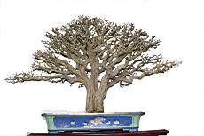 黃褥花02.JPG