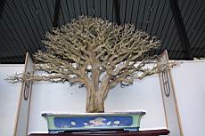 黃褥花03.JPG