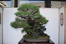 黑松102.JPG