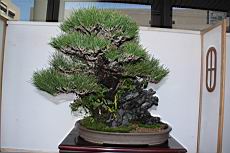黑松103.JPG
