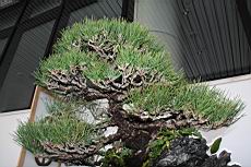 黑松104.JPG