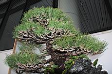 黑松105.JPG