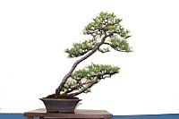 黑松-盆栽04.JPG