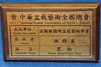 黑松-盆栽05.JPG