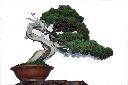 真柏104.JPG