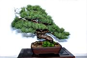五葉松503.JPG