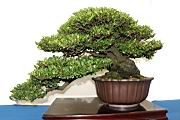 凹葉柃木-盆栽03.JPG