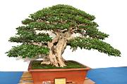 月橘-盆栽00.JPG