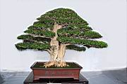 月橘103.JPG