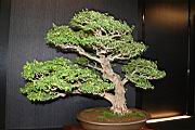 白木蘇花-盆栽00.JPG