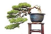真柏-盆栽09.JPG